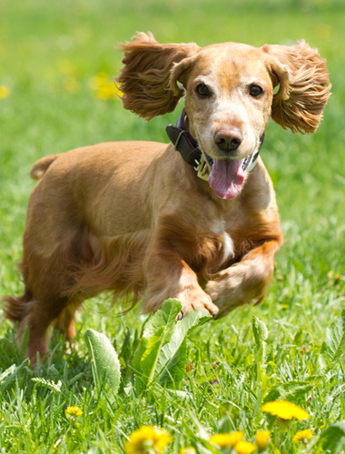 PERRO CORRIENDO